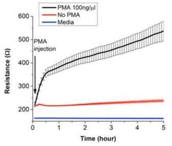 배양 세포에 PMA처리에 따른 전기화학 기반의 저항값 변화측정