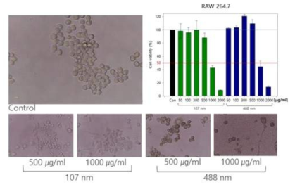 BSA 나노입자의 RAW 264.7 cell에 대한 세포 독성 평가