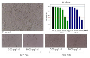 BSA 나노입자의 C6 glioma cell에 대한 세포 독성 평가