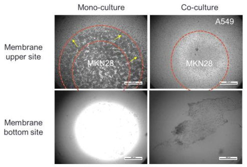단일세포와 공배양 세포의 세포이동성 확인