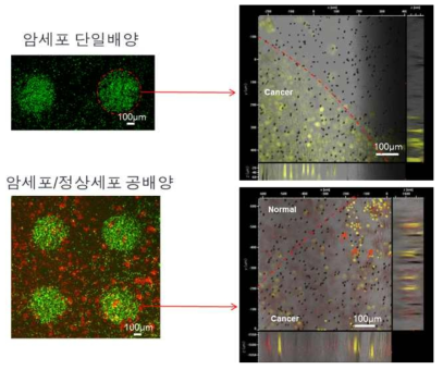 단일세포 및 공배양 세포 3차원 배양을 이용한 세포 이동성 확인