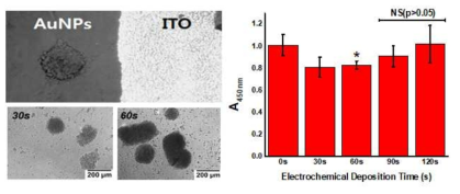 증착 시간을 달리한 4가지 조건의 금 나노입자 전극 상에서 spheroid형태로 성장한 신경세포 및 광학기반의 세포 활성(신경세포)