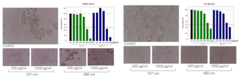 RAW264.7 cell과 C6 glioma cell의 나노입자에 대한 반응