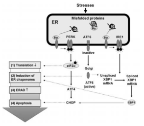 ER stress의 발현 mechanism