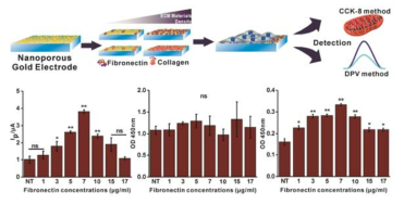 Fibronectin 코팅 후 위암세포칩 전기화학기반 세포활성 비교 및 세포 부착성 비교