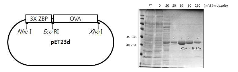 ZBP-OVA를 포함한 plasmid vector map(좌)과 AKTA 정제 SDS PAGEgel(우)