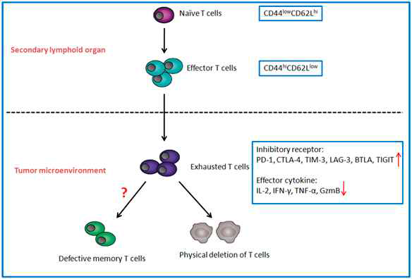 종양미세환경에서의 T 세포 분화