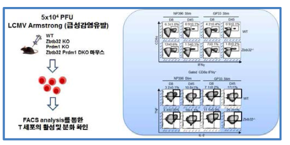 바이러스 특이 T 세포의 사이토카인 발현