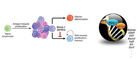 림프구의 분화에서 ZBTB32와 Blimp-1의 작용기전