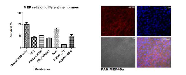 MEF(mouse embryonic fibroblast) 세포 생존도 측정: MTT (left), 공초점 이미지 (right)