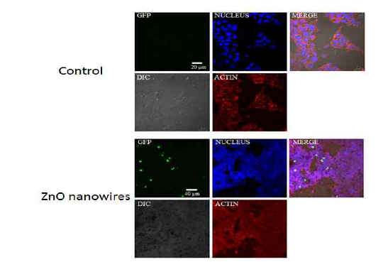 산화아연 나노선을 이용한 DNA전달 산화아연 나노선을 이용하여 세포 내로 전달된 DNA의 발현도 측정