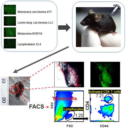 GFP 발현 암세포 주 확립