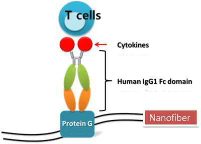 T 세포 증식 유도용 Fc 융합단백질 IL-2와 나노담체 구조