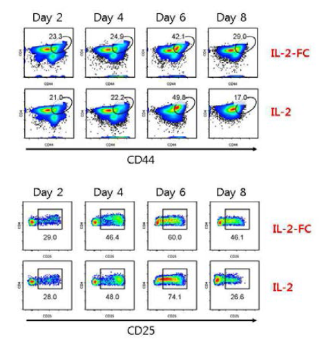 Fc 융합단백질 IL-2에 의한 T 세포의 활성 유지 평가