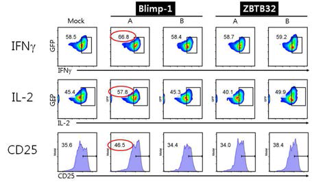 Blimp-1 전사인자의 A 분절에 의한 사이토카인 생성 증가