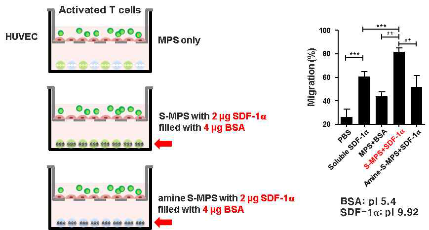 SDF-1α을 탑재한 나노 다공성 실리카에 의한 T 세포 이동