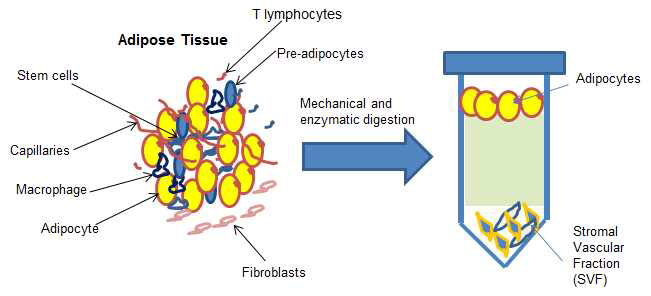 Stromal vascular fraction (SVF) 추출 과정