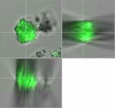 MCF의 유세포 분석법 z-적층 이미지 ZBP-FITC(green)