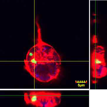 수지상세포(DC2.4 cell line)의 MCF 흡수, z-적층의 공초점 현미경 이미지. ZBP-FITC(green)이 수지상세포 안에 흡수 되어 있는 것을 확인 할 수 있음