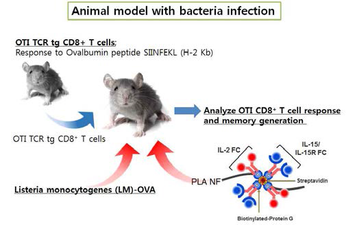 사이토카인 나노담체 복합체의 효능 확인을 위한 박테리아 감염 모델