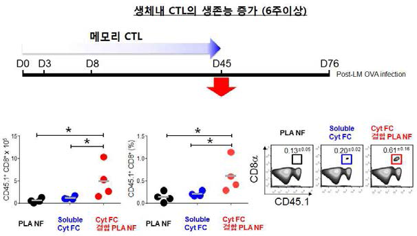 생체 내 CTL의 생존능 확인