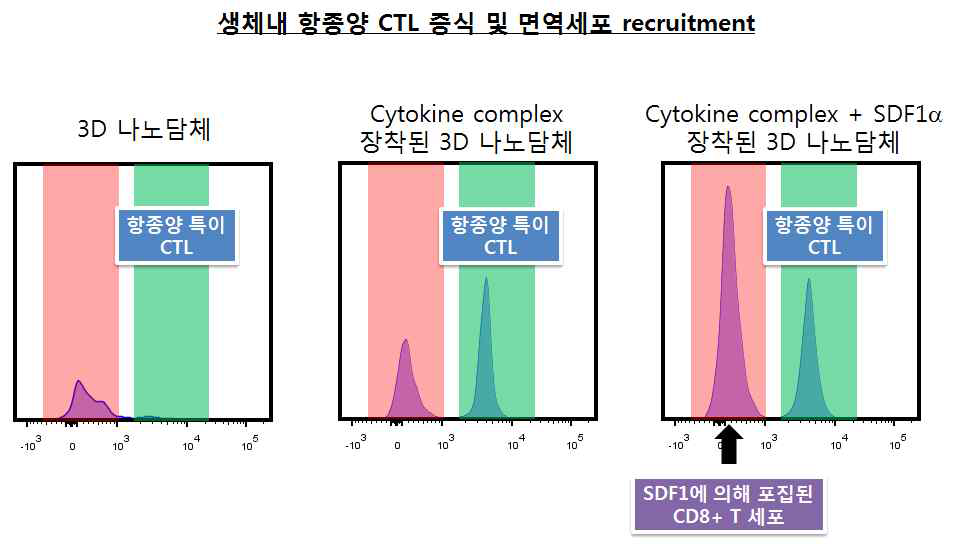 나노담체 복합체의 항종양 CTL 생존능과 생쥐 내 CD8+ T 세포 증착률 측정