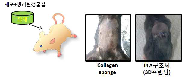 ATLO 형성을 위한 생체 내 담체-세포 복합체 삽입 시험 콜라겐 스폰지와 3D 프린팅한 PLA 구조체를 생쥐 생체 내에 삽입한 모습