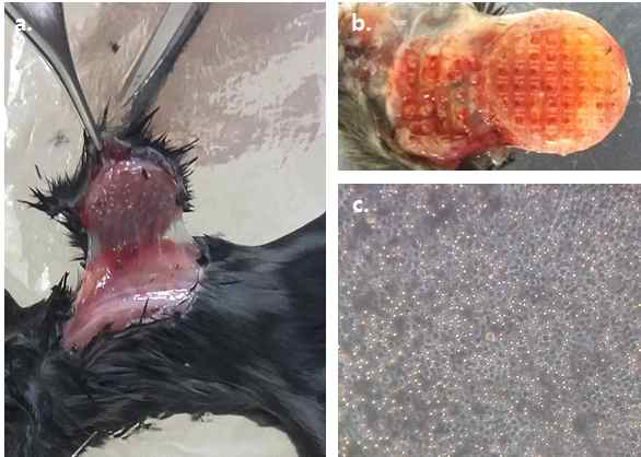 3D 프린팅한 PLA 구조체 삽입 5주 후 개봉한 모습 a. 연결조직으로 둘러싸여 있음 b. 구조체 모습 c. 많은 세포가 구조체 안에서 흘러나왔음(광학현미경사진)
