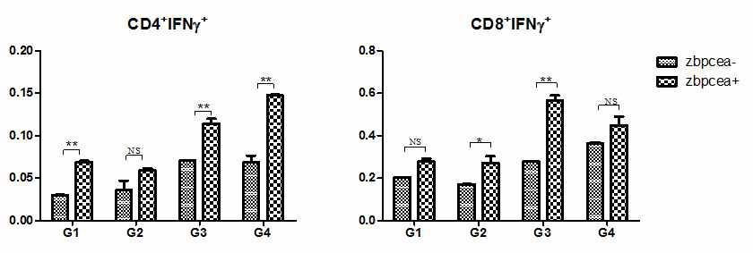IFN-γ+ T 세포 분석 G1 : 산화아연 나노입자와 ZBP-CEA을 포함하는 콜라겐 용액만 삽입 그룹, G2 : 산화아연 나노입자와 ZBP-CEA을 포함하는 콜라겐 용액+SVF 삽입 그룹, G3 : 산화아연 나노입자와 ZBP-CEA을 포함하는 콜라겐 용액 + SVF + DC 삽입 그룹, G4 : 산화아연 나노입자와 ZBP-CEA을 포함하는 콜라겐 용액 + DC 삽입 그룹