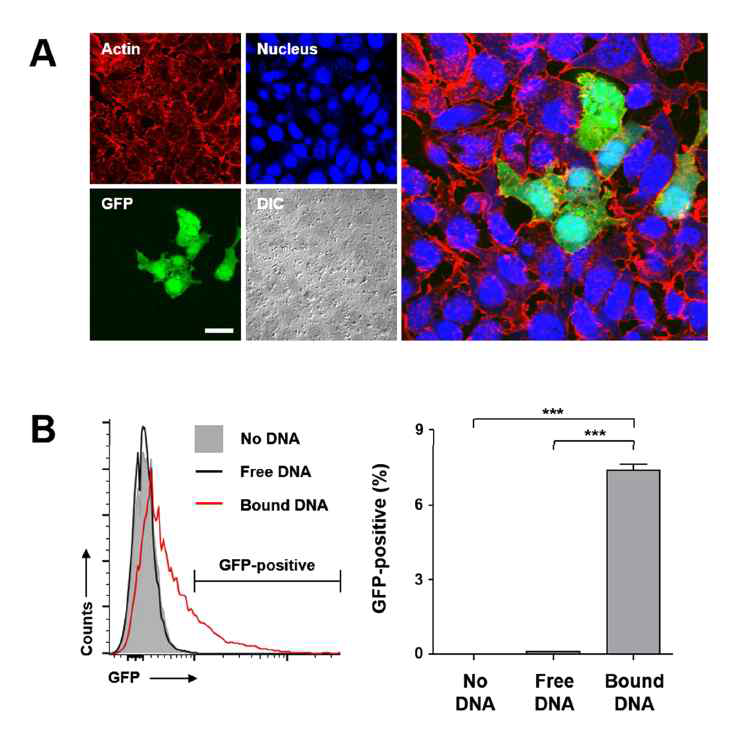 DNA코팅된 산화아연-나노선의 세포 내 전달. A. 형광 사진 (GFP를 발현하는 DNA를 HEK293에 전달시킴), TO-PRO-3(핵 염색, 파란색), Alexa Fluor594-Phalloidin(액틴 염색, 붉은색). DIC: differential interference contrast, White bar: 10 μm. B. 트랜스팩션 효율 그래프(Transfection efficiencies), 나노선을 사용했을 때 더 많은 DNA가 세포 안으로 들어갔음. 세포배양 48시간 후 유세포분석기를 이용해 측정