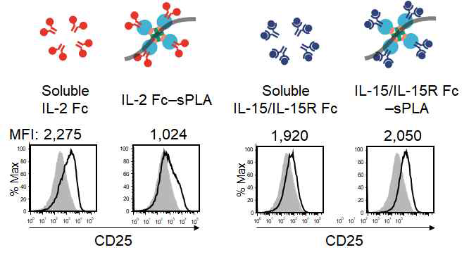 사이토카인에 의한 CD8 T 세포 표면의 CD25 발현