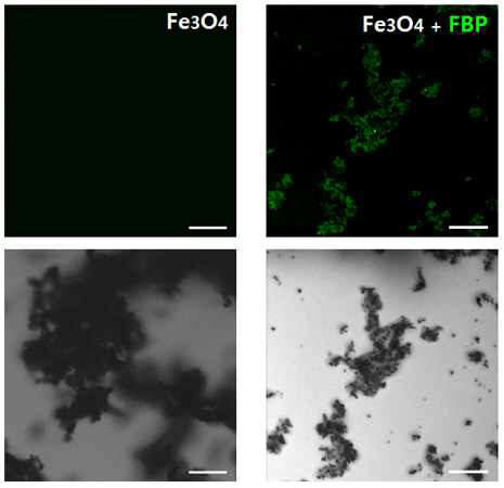 산화철 나노입자 – 펩타이드 복합체 형성을 공초점 형광현미경으로 확인
