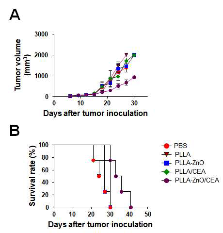 PLA-ZnO의 항암면역반응 확인 A. 종양크기 확인, B. 생쥐 생존율 확인