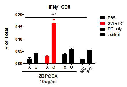항원 특이적 IFN-γ CD8+ T 세포의 증가