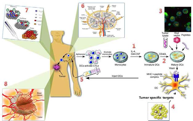 종양특이적 CTL 세포 분리와 증폭 방법