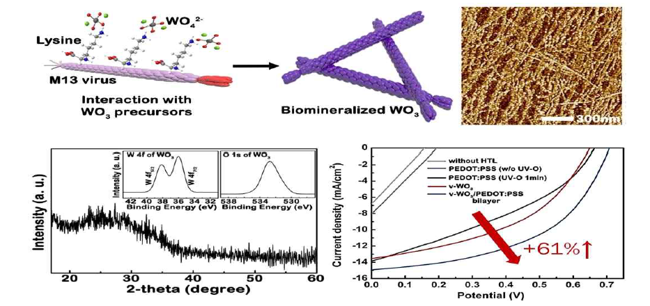 (상) M13 바이러스의 무기질화 반응을 통한 WO3 변환의 모식도 및 AFM 이미지, (하) 그래핀/WO3를 도입한 유기태양전지의 성능 확인