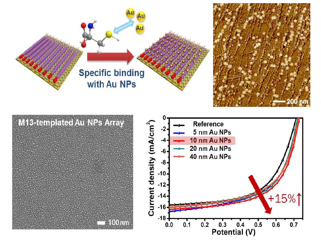 (상) 생체유기 템플레이트에 선택적으로 금 나노입자가 결합된 금속층 제작의 모식도 및 AFM 이미지, (하) 금 나노입자의 플라즈몬 공명 효과로 인해 효율이 향상된 유기태양전지의 성능 확인