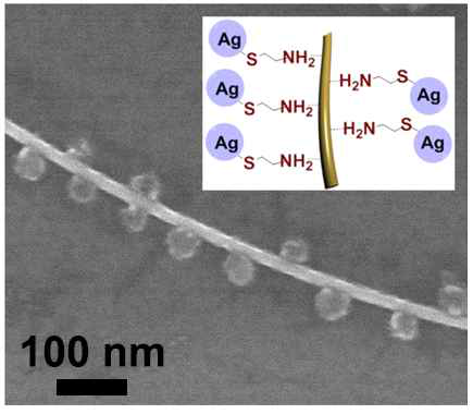 은나노입자코팅된 은나노와이어 SEM 이미지. [Nanotechnology, 27, 225603-225611 (2016)]