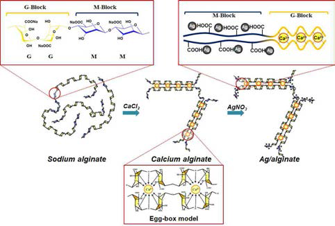 Na-alginate의 응고 및 금속이온 교환 반응 모식도