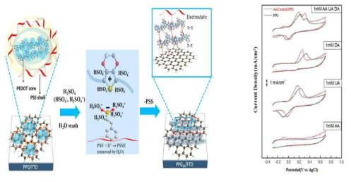 전도성고분자/그래핀 전극의 산처리를 통한 표면 개질 및 이를 이용한 전기화학 특성 분석