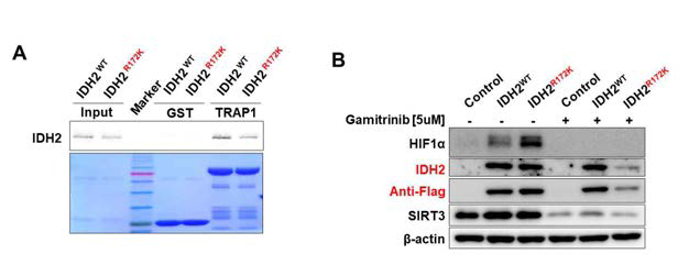 TRAP1과 IDH2의 결합. (A) In vitro pull-down assay. 방사선표지된 IDH2 단백질을 GST 및 GST-TRAP1 bead와 incubation한 후 결합단백질들을 autoradiography로 분석함. (B) TRAP1억제에 의한 IDH2단백질의 불안정화. LN229세포주에 IDH2 wild type 및 R172K 돌연변이를 과발현 한후, TRAP1 억제제인 gamitrinib을 처리하여 IDH 단백질들의 발현을 확인함