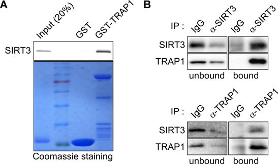 TRAP1 단백질과 SIRT3단백질의 결합. (A) in vitro pull down assay. 직접적인 단백질간결합을 확인함. (B) co-immunoprecipitation. Glioma stem cell lyste에서 두 단백질간의 결합을 확인함