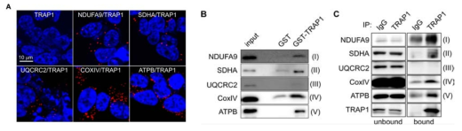 TRAP1과 mitochondrial respiratory complex간의 결합. (A) Proximity ligation assay. (B) in vitro pull-down assay. (C) Co-immunoprecipitation. NDUFA9, SDHA, UQCRC2, COXIV, ATPB는 각각 Complex I, II, III, IV, V의 subunit에 해당하는 단백질임