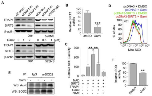 TRAP1의 SIRT3 안정화 및 활성화. (A) TRAP1 억제시 SIRT3 degradation 증가. (B) TRAP1 억제시 SIRT3활성 감소. (C) 분리정제된 TRAP1과 SIRT3를 섞으면 SIRT3의 활성이 2배이상 증가함. (D) SIRT3를 높이면 미토콘드리아의 활성산소 감소함. (E) TRAP1을 억제하면 SIRT3의 기질효소인 SOD의 활성이 감소함
