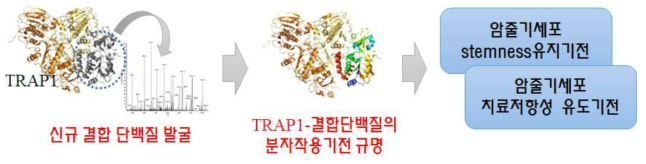 연구의 개요: TRAP1 결합단백질 정보의 부재. 이로 인한 TRAP1의 기능 및 작용기전을 잘 모름. 특히, 암줄기세포에서의 TRAP1 기능은 알려진 바가 없었음