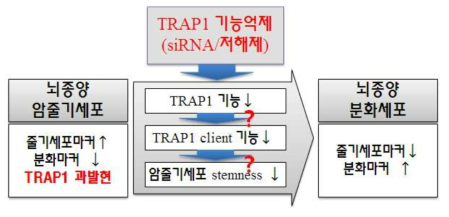 미토콘드리아 TRAP1에 의한 암줄기세포의 기능조절? TRAP1은 뇌종양 암줄기세포에서 과발현되어 있음. 뿐만 아니라, TRAP1 선택적인 저해제에 의해서 암줄기세포의 마커가 감소하는 것을 확인함. 따라서, TRAP1이 암줄기세포에서 중요한 역할을 담당할 것으로 예상해 볼 수 있음