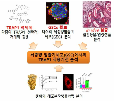 주요연구 내용. 본 연구팀이 개발한 TRAP1 선택적인 저해제를 활용하여 in vitro 및 in vivo에서의 TRAP1 기능을 예측하고, 다수의 glioma stem cell에서 TRAP1의 기전을 분석함. 실험동물 및 임상시료를 활용하여 TRAP1의 뇌종양에서의 작용기전 및 발암유의성을 분석함