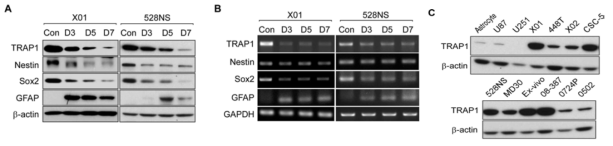 암줄기세포에서의 TRAP1과발현. (A) TRAP1 단백질 발현. 암줄기세포 (X01, 528NS)와 이를 분화시킨 세포에서의 TRAP1 단백질 발현. (B) TRAP1 mRNA 발현. (A)의 실험조건에서 RT-PCR 결과임. (C) 여러종의 세포주에서 TRAP1 발현. 정상세포 (astrocyte), 분화된 암세포 (U87, U251), 암줄기세포 (나머지 모두)에서 TRAP1의 발현