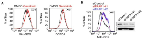 활성산소측정. (A) TRAP1 억제제인 gamitrinib 처리후 미토콘드리아 및 세포질에서의 활성산소량의 flow cytometry 분석. (B) TRAP1 siRNA 처리후 미토콘드리아 활성산소