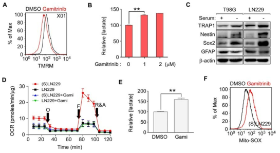 암줄기세포와 분화된 암세포에서의 대사변성. (A) 암줄기세포의 막전위. TRAP1 억제제 gamitrinib에 의해 X01 미토콘드리아 기능 떨어짐. (B) TRAP1 억제에 의한 lactate생성 증가. (C) GBM세포주와 그의 줄기세포 population에서의 TRAP1 발현. (D) 산소소모량 비교. Stem cell population(S)에서 높은 산소소모량 확인. (E) 암줄기세포를 유도한 (S)LN229에서 TRAP1 억제시 lactate증가. (F) (S)LN229에서 TRAP1 억제시 ROS증가
